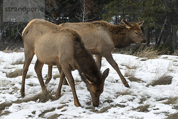 Hirsche grasen im Winter durch den Schnee; Jasper  Alberta  Kanada'.