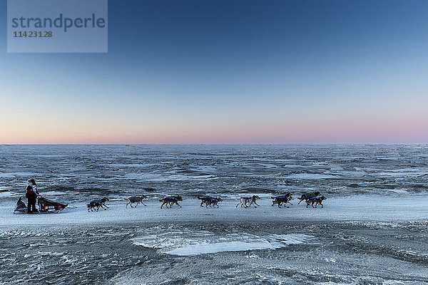 Aliy Zirkle läuft auf dem Trail entlang der Küste der Beringsee  nur wenige Meilen vor dem Ziel in Nome  wo sie den dritten Platz beim Iditarod 2016 in Alaska belegt.