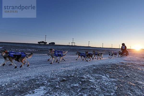 Aliy Zirkle läuft bei Sonnenaufgang auf dem Trail an der Küste der Beringsee  nur wenige Kilometer vor dem Ziel in Nome  wo sie den dritten Platz beim Iditarod 2016 in Alaska belegt.