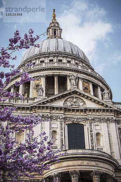Ein Kirschblütenbaum blüht mit wunderschönen rosa Blüten vor der St. Paul's Cathedral; London  England'.