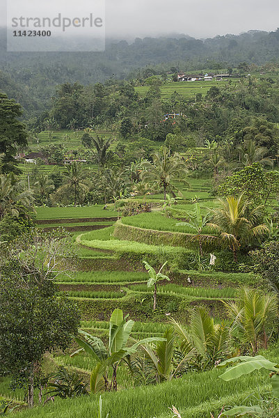 Reisterrassen auf Bali; Bali  Indonesien'.
