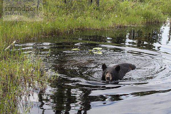 Schwarzbär beim Schwimmen in einem Teich im Sommer  Süd-Zentral-Alaska  USA