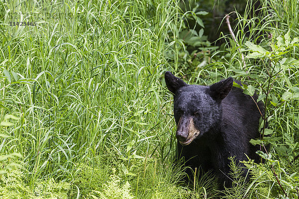 Junger Schwarzbär im Sommer im Gras  Southcentral Alaska  USA