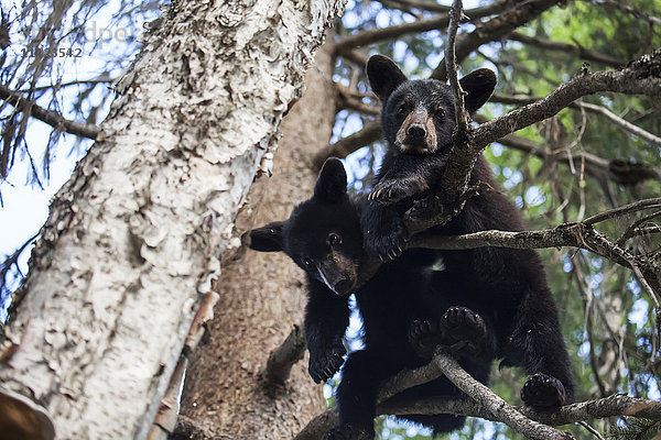 Schwarzbärensau und Junges in einem Baum  Süd-Zentral-Alaska  USA