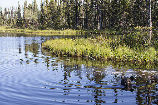 Schwarzbär beim Schwimmen in einem großen Teich an einem sonnigen Sommertag  Süd-Zentral-Alaska  USA