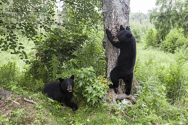 Ein Schwarzbärenpaar im Sommer  Südzentrales Alaska  USA