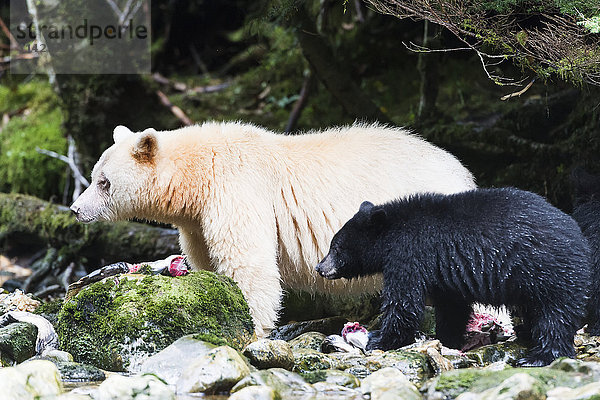 Geisterbär und Schwarzbärjunges fressen Lachs  Great Bear Rain Forest  British Columbia  Kanada