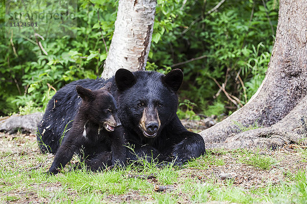 Schwarzbärenjunges spielt mit seiner Mutter im Sommer  Süd-Zentral-Alaska  USA