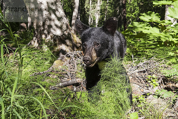 Nahaufnahme eines Schwarzbären inmitten von grünem Laub  Southcentral Alaska  USA