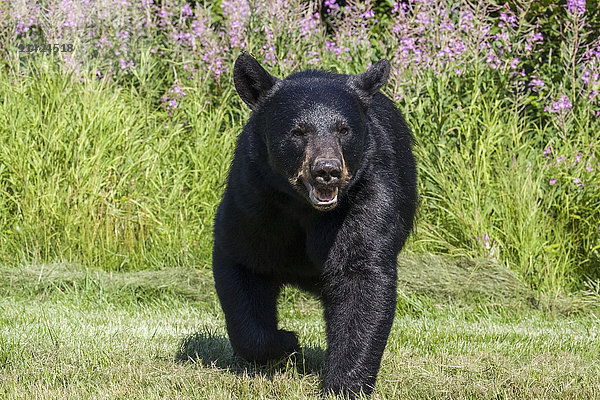 Nahaufnahme eines Schwarzbären  der auf gemähtem Gras läuft  Süd-Zentral-Alaska  USA