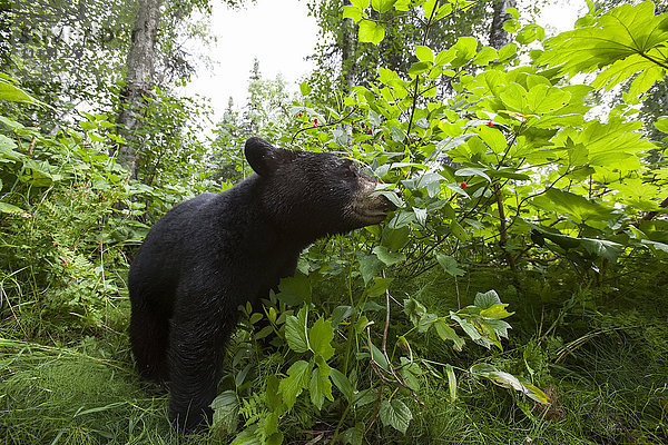 Nahaufnahme eines Schwarzbären  der im grünen Laub steht  Süd-Zentral-Alaska  USA