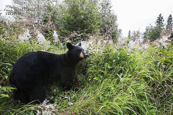 Ausgewachsener Schwarzbär inmitten von Gras und Feuerkraut  Südzentrales Alaska  USA