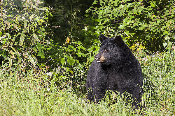 Schwarzbär auf einer sonnigen Wiese  Süd-Zentral-Alaska  USA