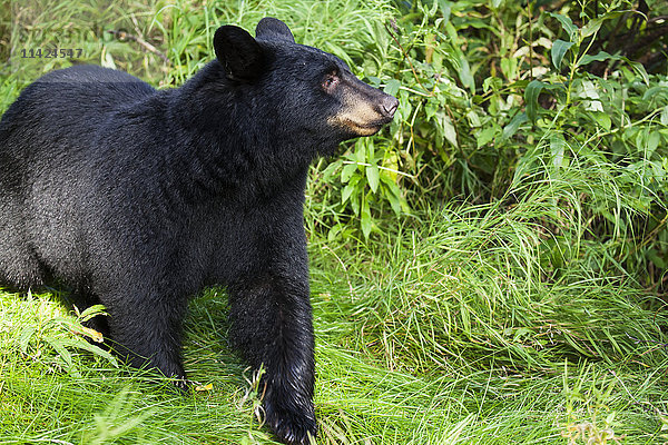 Nahaufnahme eines Schwarzbären im Unterholz des Waldes  Southcentral Alaska  USA