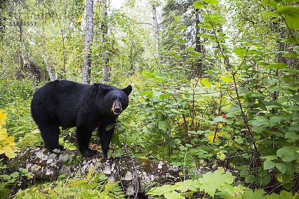 Schwarzbär (ursus americanus) stehend auf einem Baumstamm in einem üppigen Wald  Süd-Zentral-Alaska; Alaska  Vereinigte Staaten von Amerika'.