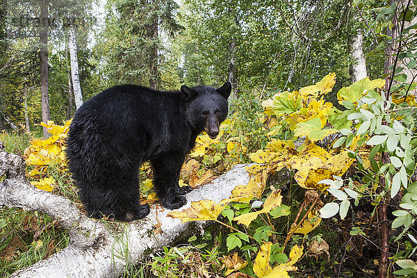 Schwarzbär  stehend auf einem umgestürzten Baum im Frühherbst  Süd-Zentral-Alaska  USA