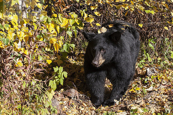 Nahaufnahme eines Schwarzbären im Herbstlaub  Süd-Zentral-Alaska  USA