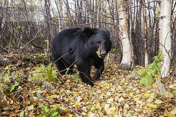 Ausgewachsener Schwarzbär in einem Wald unter Herbstlaub  Süd-Zentral-Alaska  USA