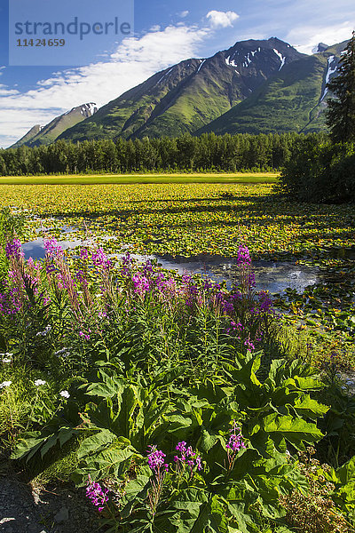 Sommerliche Szenerie mit Fireweed  Teichrosen und den Chugach Mountains  Süd-Zentral-Alaska  USA