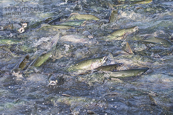 Rosa Lachse (Oncorhynchus gorbuscha) wirbeln das Wasser am Fischwehr der Fischbrutanstalt in Allison Point außerhalb von Valdez auf; Alaska  Vereinigte Staaten von Amerika'.