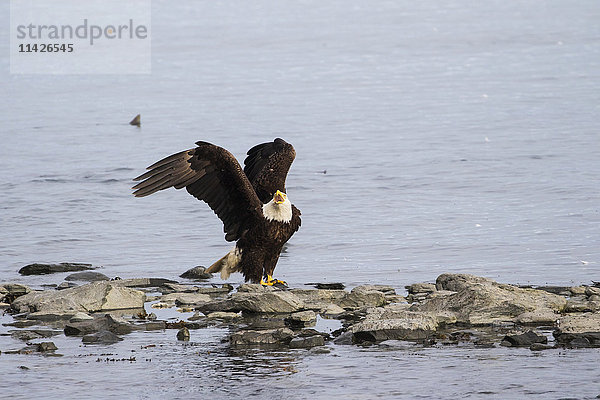 Ein ausgewachsener Weißkopfseeadler (Haliaeetus leucocephalus) sitzt am Ufer und wehrt andere Adler ab  während er in der Fischbrutanstalt am Allison Point außerhalb von Valdez nach Lachsen fischt; Alaska  Vereinigte Staaten von Amerika'.