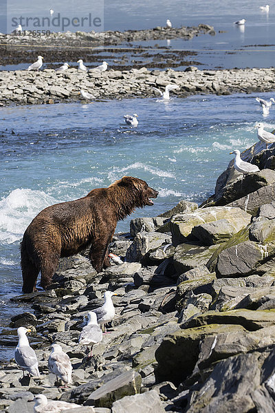 Ein männlicher Braunbär (ursus arctos) streift entlang des Ufers und des Fischwehrs auf der Suche nach leicht zu fangenden Lachsen in der Fischbrutanstalt  Allison Point außerhalb von Valdez  Süd-Zentral-Alaska; Alaska  Vereinigte Staaten von Amerika'.