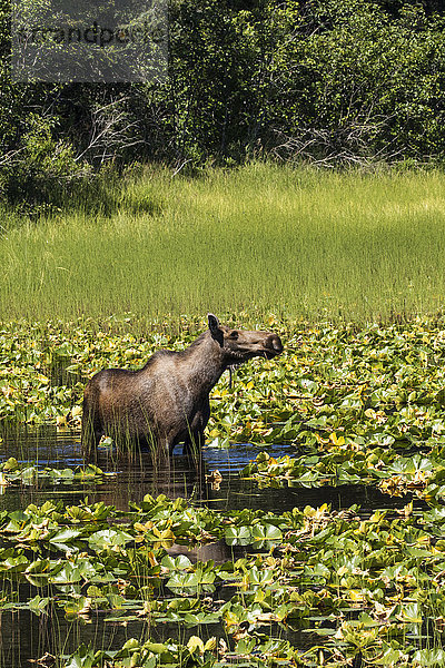 Eine Elchkuh (alces alces) ernährt sich von Wasserpflanzen in einem kleinen Teich neben dem Seward Highway; Alaska  Vereinigte Staaten von Amerika'.