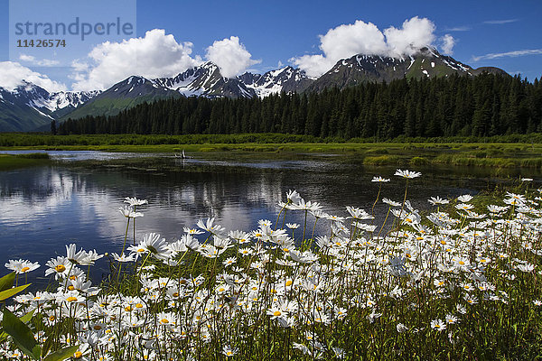 Gänseblümchen in voller Blüte neben einem Sumpf und einem See entlang der Nash Road bei Seward; Alaska  Vereinigte Staaten von Amerika'.