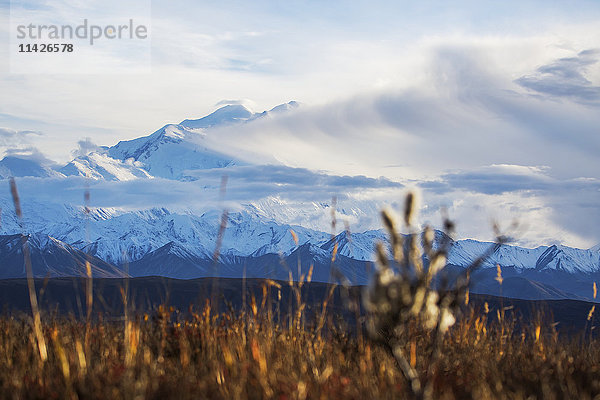 Wolken verdunkeln den Gipfel des Denali während der Straßenlotterie  Denali National Park and Preserve  Inneres Alaska; Alaska  Vereinigte Staaten von Amerika'.