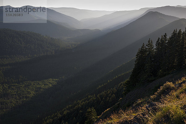 Schöne Wälder in der Mount Hood Wilderness von Oregon; Zigzag  Oregon  Vereinigte Staaten von Amerika'.