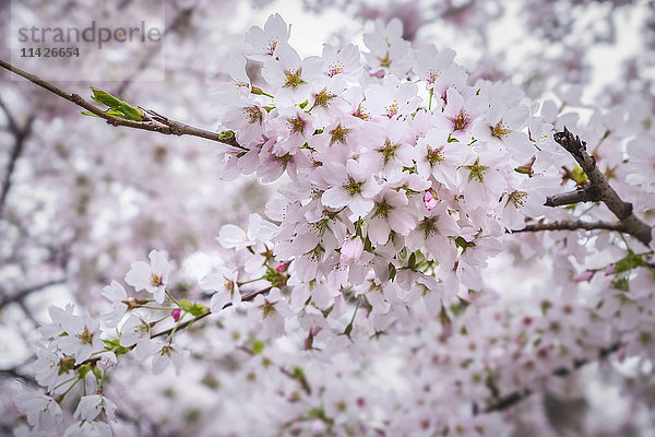 Nahaufnahme von Kirschblüten in Hampstead; London  England'.