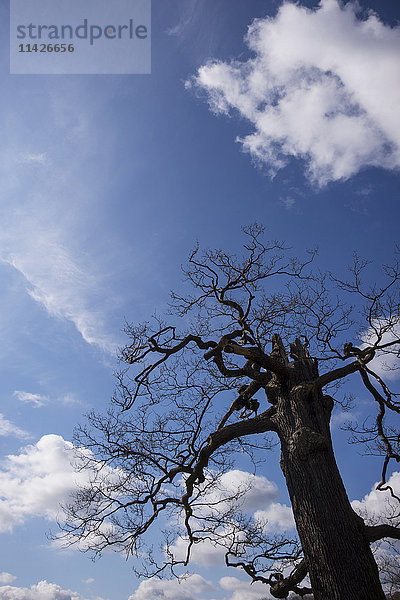 Eine abgestorbene Eiche steht vor einem strahlend blauen Himmel im Richmond Park; London  England'.