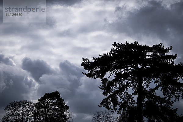 Silhouettierte Bäume vor einem dramatischen stürmischen Himmel in Richmond; London  England'.