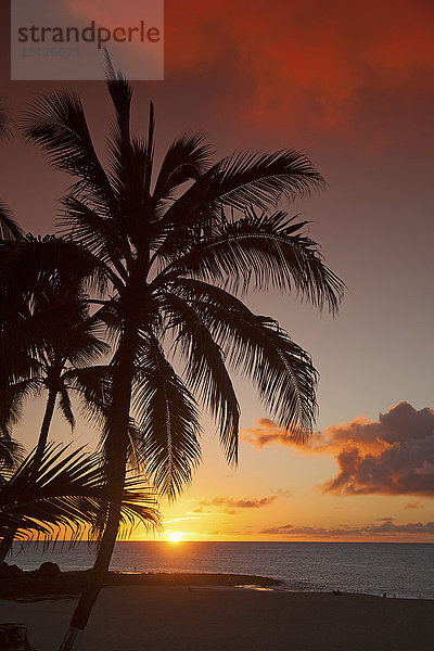 Dramatischer Himmel bei Sonnenuntergang mit einer silhouettierten Palme auf einer tropischen Insel; Hawaii  Vereinigte Staaten von Amerika'.