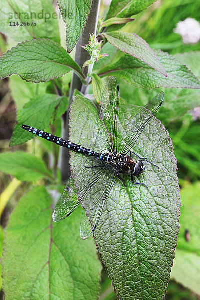Libelle (Odonata sp.) ruhend auf einem Blatt; Sitka  Alaska  Vereinigte Staaten von Amerika'.