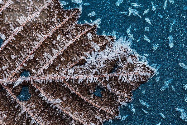 Nahaufnahme von Frost auf Blatt  Südost-Alaska; Alaska  Vereinigte Staaten von Amerika'.