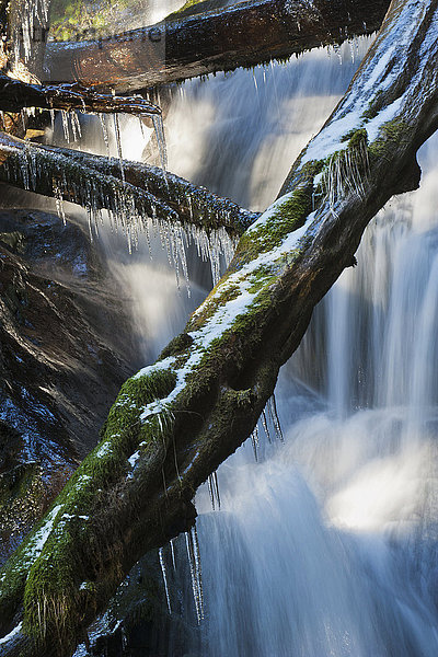 Wasserfall mit Eis im Regenwald entlang des Herring Cove Trails  in der Nähe von Sitka; Alaska  Vereinigte Staaten von Amerika'.