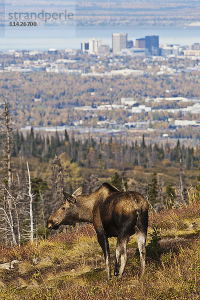 Eine Elchkuh (alces alces) hält im Herbst in den Chugach Mountains oberhalb von Anchorage inne  mit der Skyline der Innenstadt von Anchorage im Hintergrund; Anchorage  Alaska  Vereinigte Staaten von Amerika'.