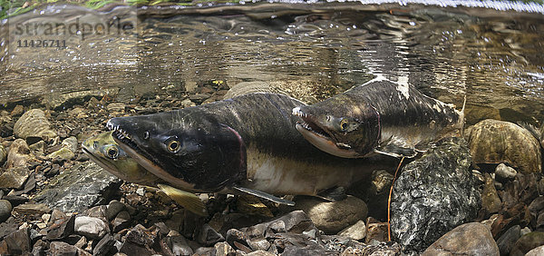 Unterwasseransicht eines Sockeye-Lachspaares (Oncorhynchus nerka) und eines männlichen Herausforderers im Eccles Creek bei Cordova  Alaska  im Sommer; Alaska  Vereinigte Staaten von Amerika'.