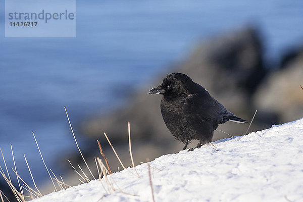 Nordwestkrähe (Corvus caurinus) im Winter im Schnee sitzend in der Nähe von Cordova und Prince William Sound; Alaska  Vereinigte Staaten von Amerika'.
