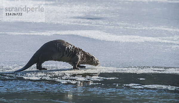 Nordamerikanischer Flussotter (Lontra canadensis) auf dem zugefrorenen Eyak Lake in der Nähe von Cordova und Prince William Sound  Alaska im Winter; Alaska  Vereinigte Staaten von Amerika'.