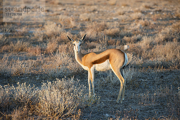 Eine junge Springbock-Antilope (Antidorcas marsupialis) schaut vorsichtig in die Kamera in der Savanne  Etosha-Nationalpark; Namibia'.
