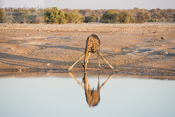 Eine namibische Giraffe (Giraffa giraffa angolensis) trinkt während des Sonnenuntergangs im Etosha-Nationalpark auf lustige Weise Wasser; Namibia'.