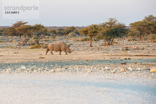 Ein Nashorn durchquert den Savannenwald des Etoscha-Nationalparks bei Sonnenuntergang; Namibia'.