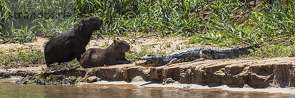 Yacare-Kaiman (Caiman yacare) auf Sandbank mit zwei Wasserschweinen (Hydrochoerus hydrochaeris); Mato Grosso do Sul  Brasilien'.