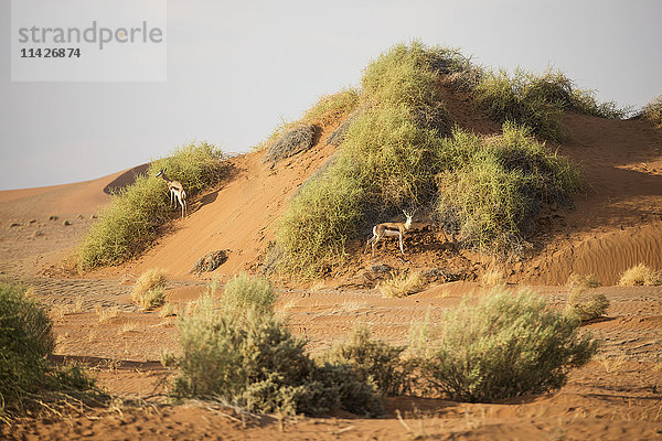 Zwei Antilopen versuchen  sich unter einer kleinen Sanddüne mit grünen Pflanzen in der Region Sossusvlei in der Namib-Wüste zu verstecken; Namibia'.