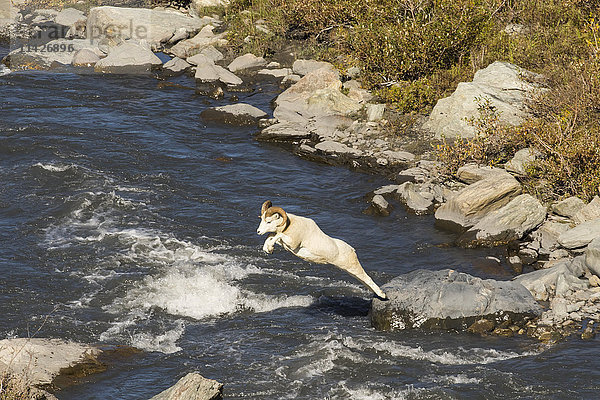 Dall-Widder (ovis dalli) macht einen weiten Sprung über den Savage River im Spätsommer  Denali National Park and Preserve; Alaska  Vereinigte Staaten von Amerika'.