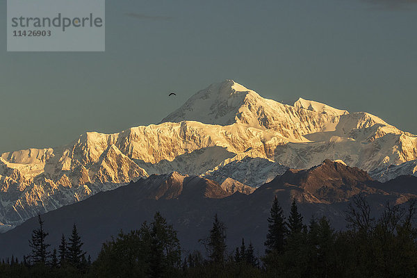 Ein Weißkopfseeadler (Haliaeetus leucocephalus) fliegt in der Nähe des Gipfels des Denali  fotografiert vom Parks Highway aus  in der Nähe der Raststätte South Viewpoint; Alaska  Vereinigte Staaten von Amerika'.