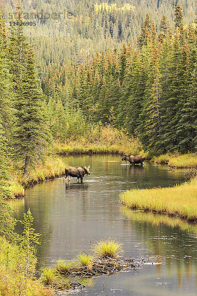 Elchbulle und Elchkuh (alces alces) bei der Nahrungsaufnahme in einem flachen Teich südlich von Cantwell  aufgenommen vom Parks Highway  dem Lebensraum der Elche; Alaska  Vereinigte Staaten von Amerika'.
