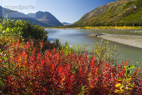 Buntes Laub im Übergang vom Sommer zum Herbst  südlich des Denali National Park and Preserve  vom Parks Highway aus gesehen  im Landesinneren von Alaska; Alaska  Vereinigte Staaten von Amerika'.